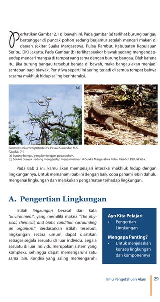 29Ilmu Pengetahuan Alam
Perhatikan Gambar 2.1 di bawah ini. Pada gambar (a) terlihat burung bangau
bertengger di puncak pohon sedang berjemur setelah mencari makan di
daerah sekitar Suaka Margasatwa, Pulau Rambut, Kabupaten Kepulauan
Seribu, DKI Jakarta. Pada Gambar (b) terlihat seekor biawak sedang mengendap-
endap mencari mangsa di tempat yang sama dengan burung bangau. Oleh karena
itu, jika burung bangau tersebut berada di bawah, maka bangau akan menjadi
santapan bagi biawak. Peristiwa seperti ini sering terjadi di semua tempat bahwa
sesama makhluk hidup saling berinteraksi.
Sumber: Dokumen pribadi Drs. Paskal Sukandar, M.Si
Gambar 2.1
(a) Burung bangau yang bertengger pada pohon,
(b) Seekor biawak sedang mengendap mencari makan di Suaka Margasatwa Pulau Rambut DKI Jakarta
(a) (b)
Pada Bab 2 ini, kamu akan mempelajari interaksi makhluk hidup dengan
lingkungannya. Untuk memahami bab ini dengan baik, coba pahami lebih dahulu
mengenai lingkungan dan melakukan pengamatan terhadap lingkungan.
A.	 Pengertian Lingkungan
Istilah berasal dari kata
" ", yang memiliki makna "
" Berdasarkan istilah tersebut,
lingkungan secara umum dapat diartikan
sebagai segala sesuatu di luar individu. Segala
sesuatu di luar individu merupakan sistem yang
kompleks, sehingga dapat memengaruhi satu
sama lain. Kondisi yang saling memengaruhi
Ayo Kita Pelajari
•	 Pengertian
Lingkungan
Mengapa Penting?
•	 Untuk menjelaskan
konsep lingkungan
dan komponennya
 