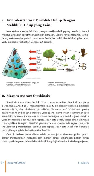 34 Kelas VII SMP/MTs Semester 2
1.	 Interaksi Antara Makhluk Hidup dengan
Makhluk Hidup yang Lain.
Interaksi antara makhluk hidup dengan makhluk hidup yang lain dapat terjadi
melalui rangkaian peristiwa makan dan dimakan. Seperti rantai makanan, jaring-
jaring makanan, dan piramida makanan. Selain itu, melalui bentuk hidup bersama,
yaitu simbiosis. Perhatikan Gambar 2.4 dan 2.5.
Sumber: Piramida makanan.idfk.bogor.net	 Sumber: Anneahira.com
Gambar 2.4 Piramida makanan	 Gambar 2.5 Jaring-jaring makanan.
2.	 Macam-macam Simbiosis
Simbiosis merupakan bentuk hidup bersama antara dua individu yang
berbeda jenis. Ada tiga (3) macam simbiosis, yaitu simbiosis mutualisme, simbiosis
komensalisme, dan simbiosis parasitisme. merupakan
suatu hubungan dua jenis individu yang saling memberikan keuntungan satu
sama lain. adalah hubungan interaksi dua jenis individu
yang memberikan keuntungan kepada salah satu pihak, tetapi pihak lain tidak
mendapatkan kerugian. merupakan hubungan dua jenis
individu yang memberikan keuntungan kepada salah satu pihak dan kerugian
pada pihak yang lain. Perhatikan Gambar 2.6.
Contoh simbiosis mutualisme adalah antara jamur dan akar pohon pinus.
Jamur mendapatkan makanan dari pohon pinus, sedangkan pohon pinus
mendapatkan garam mineral dan air lebih banyak jika bersimbiosis dengan jamur.
Unit
Energi
0,01
1
10
1000
Unit
Energi
Unit
Energi
Unit
Energi
 