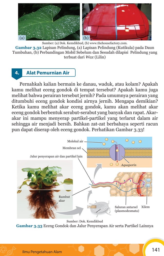 Teknologi Yang Terinspirasi Dari Struktur Jaringan Tumbuhan - Riset