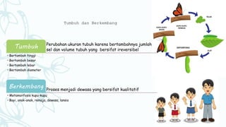 Tumbuh dan Berkembang
Perubahan ukuran tubuh karena bertambahnya jumlah
sel dan volume tubuh yang bersifat ireversibel
Tumbuh
• Bertambah tinggi
• Bertambah besar
• Bertambah lebar
• Bertambah diameter
Proses menjadi dewasa yang bersifat kualitatif
Berkembang
• Metamorfosis kupu-kupu
• Bayi, anak-anak, remaja, dewasa, lansia
 
