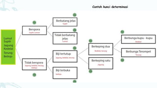 Contoh kunci determinasi
 