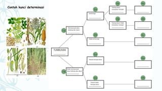 Contoh kunci determinasi
 