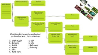Klasifikasikan hewan-hewan berikut
berdasarkan kunci determinasinya!
a. Ikan mujair g. ular
b. Bandeng h. lele
c. Katak i. kelelawar
d. Ayam j. kambing
e. Itik
f. Kura-kura
 