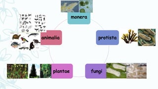 monera
protista
fungiplantae
animalia
 
