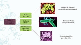 Bakteri
berdasarkan
bentuknya
Bulat
(coccus)
Batang
(basil)
Berbengkok-
bengkok
(spiral)
Staphylococcus aureus
(penyebab radang paru-paru)
Bacillus anthracis
(penyebab antraks)
Treponema pallidum
(penyebab sifilis)
 