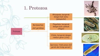 1. Protozoa
Protozoa
Rhizopoda, bergerak
dengan kaki semu
(pseupodia)
Flagellata, bergerak
dengan bulu cambuk
(flagel)
Ciliata, bergerak dengan
rambut getar (cilia)
Sporozoa, tidak punya alat
gerak dan hidup parasit
Berdasarkan
alat geraknya
 
