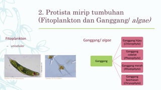 2. Protista mirip tumbuhan
(Fitoplankton dan Ganggang/ algae)
Fitoplankton
– uniseluler
Ganggang/ algae
Ganggang
Ganggang hijau
(Chlorophyta)
Ganggang
cokelat
(Phaeophyta)
Ganggang merah
(Rhodophyta)
Ganggang
keemasan
(Chrysophyta)
 
