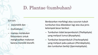 D. Plantae (tumbuhan)
Ciri-ciri:
– eukariotik dan
– multiseluler.
– mampu melakukan
fotosintesis untuk
menghasilkan makanan
karena memiliki klorofil.
Berdasarkan morfologi atau susunan tubuh
tumbuhan bisa dibedakan lagi atas dua jenis
kelompok besar berikut:
– Tumbuhan tidak berpembuluh (Thallophyta)
yang meliputi lumut (Bryophyta).
– Tumbuhan berpembuluh (Tracheophyta)
yang meliputi paku-pakuan (Pteridophyta),
dan tumbuhan berbiji (Spermatophyta).
 