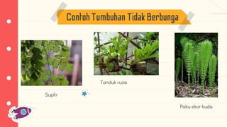 ContohTumbuhanTidakBerbunga
Paku ekor kuda
Tanduk rusa
Suplir
 