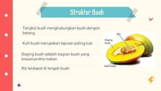 StrukturBuah
Tangkai buah menghubungkan buah dengan
batang
Kulit buah merupakan lapisan paling luar
Daging buah adalah bagian buah yang
biasanya ktia makan
Biji terdapat di tengah buah
 