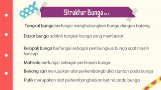 Tangkai bunga berfungsi menghubungkan bunga dengan batang
StrukturBungahal21
Dasar bunga adalah tangkai bunga yang membesar
Kelopak bunga berfungsi sebagai pembungkus bunga saat masih
kuncup
Mahkota berfungsi sebagai perhiasan bunga
Benang sari merupakan alat perkembangbiakan jantan pada bunga
Putik merupakan alat perkembangbiakan betina pada bunga
 