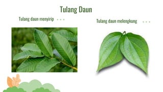 Ipa bagian tumbuhan pertemuan 1 (3 jp) | PPTX