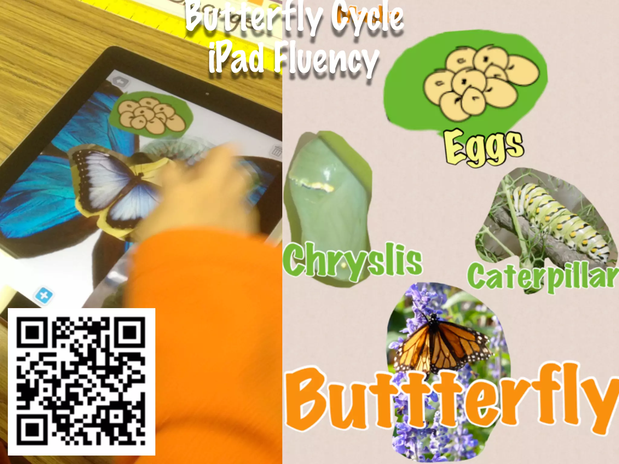 Butterfly Cycle
 iPad Fluency
 