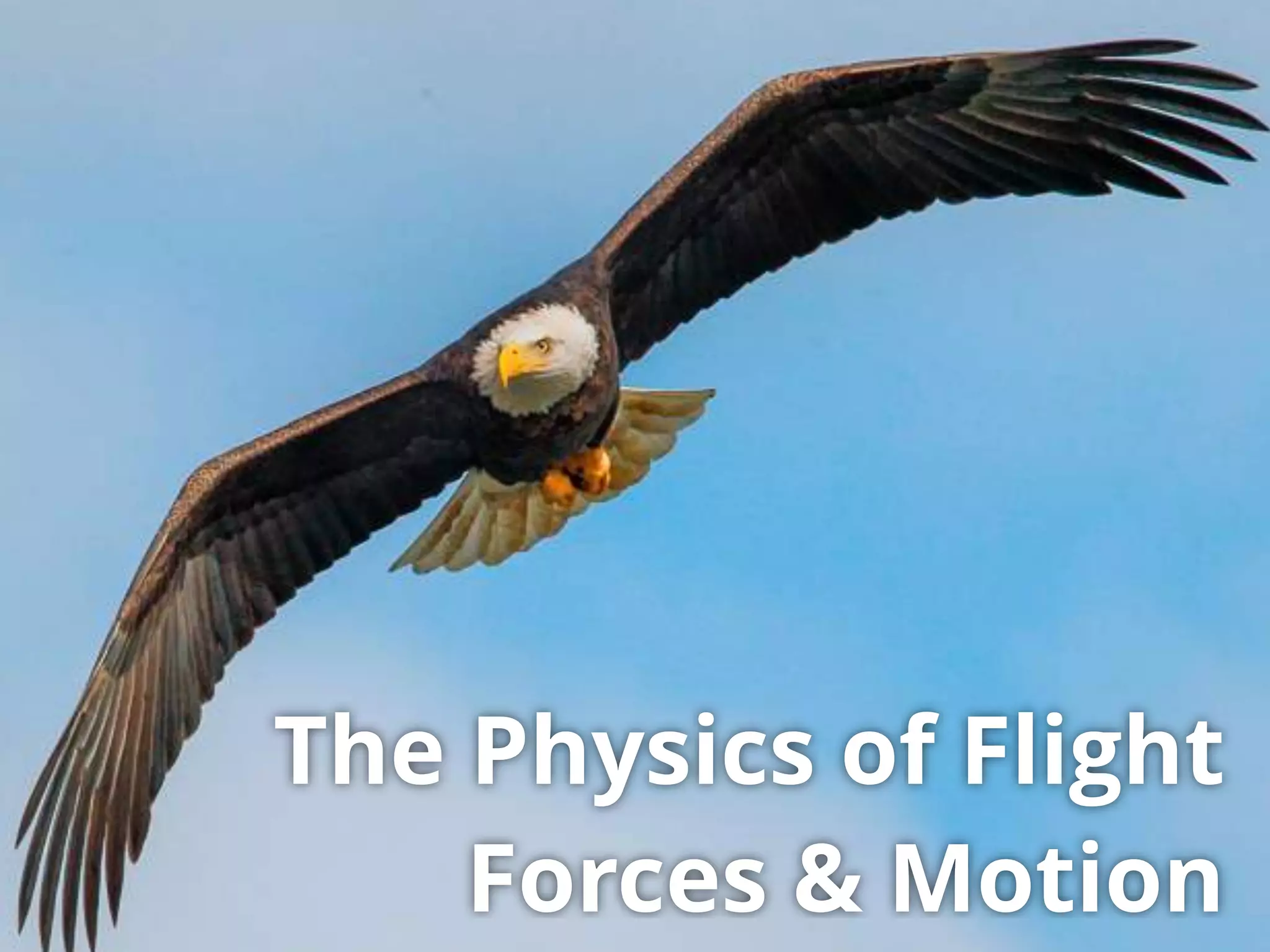 The Physics of Flight
Forces & Motion
 