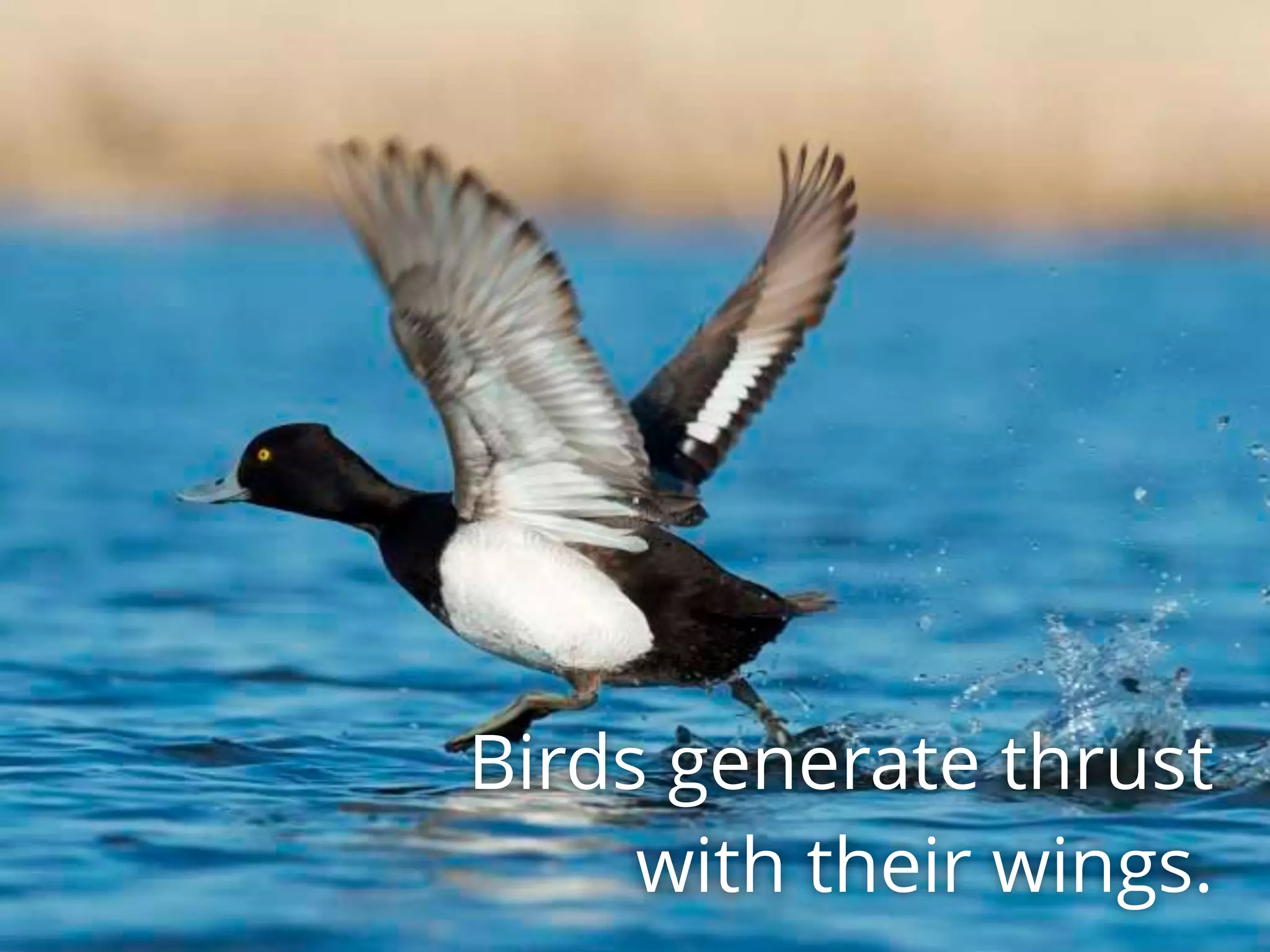 Gravity & Friction Resist Motion
Birds generate thrust
with their wings.
 
