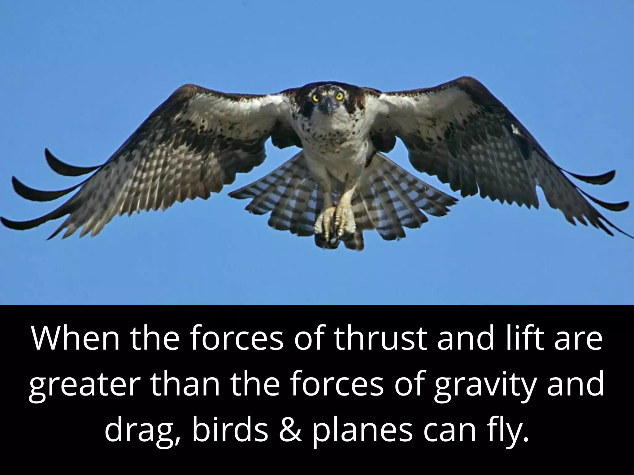 When the forces of thrust and lift are
greater than the forces of gravity and
drag, birds & planes can ﬂy.
 