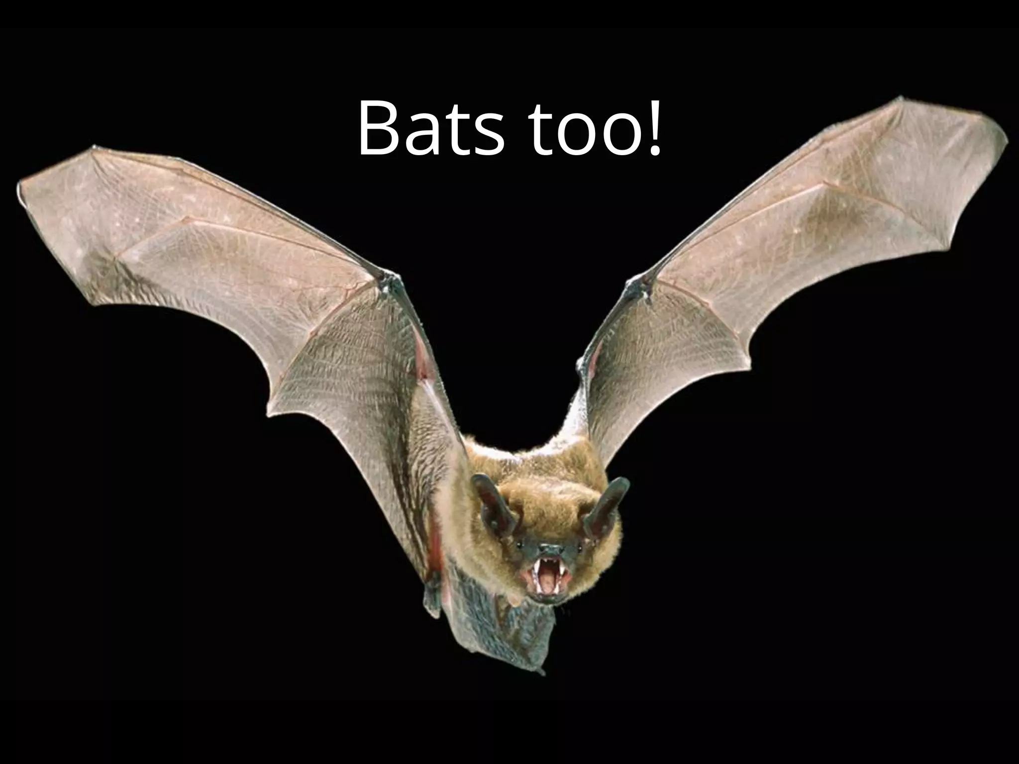 Bats too!
 