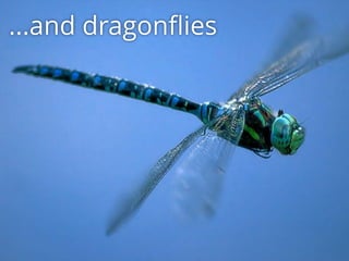...and dragonﬂies
 