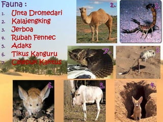 Fauna :
1. Unta Dromedari
2. Kalajengking
3. Jerboa
4. Rubah Fennec
5. Adaks
6. Tikus Kanguru
7. Celepuk Kaktus
 