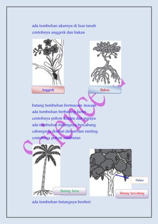 ada tumbuhan akarnya di luar tanah
contohnya anggrek dan bakau
batang tumbuhan bermacam macam
ada tumbuhan berbatang lurus
contohnya pohon kelapa dan pepaya
ada tumbuhan batangnya bercabang
cabangnya disebut dahan dan ranting
contohnya pohon rambutan
ada tumbuhan batangnya berduri
Anggrek Bakau
Batang lurus
Batang bercabang
Dahan
 