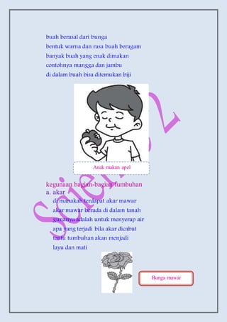 buah berasal dari bunga
bentuk warna dan rasa buah beragam
banyak buah yang enak dimakan
contohnya mangga dan jambu
di dalam buah bisa ditemukan biji
kegunaan bagian-bagian tumbuhan
a. akar
di manakah terdapat akar mawar
akar mawar berada di dalam tanah
gunanya adalah untuk menyerap air
apa yang terjadi bila akar dicabut
tentu tumbuhan akan menjadi
layu dan mati
Anak makan apel
Bunga mawar
 
