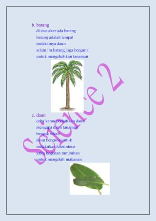 b. batang
di atas akar ada batang
batang adalah tempat
melekatnya daun
selain itu batang juga berguna
untuk mengokohkan tanaman
c. daun
coba kamu perhatikan daun
mengapa daun tanaman
banyak sekali
daun berguna untuk
melakukan fotosintesis
yaitu kegiatan tumbuhan
untuk mengolah makanan
 