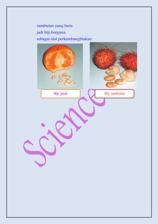 rambutan yang baru
jadi biji berguna
sebagai alat perkembangbiakan
Biji jeruk Biji rambutan
 