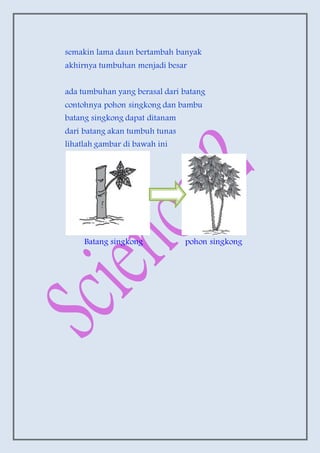 semakin lama daun bertambah banyak
akhirnya tumbuhan menjadi besar
ada tumbuhan yang berasal dari batang
contohnya pohon singkong dan bambu
batang singkong dapat ditanam
dari batang akan tumbuh tunas
lihatlah gambar di bawah ini
Batang singkong pohon singkong
 