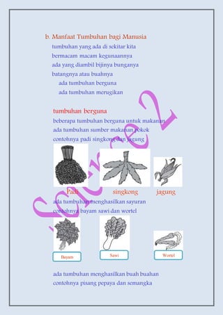 b. Manfaat Tumbuhan bagi Manusia
tumbuhan yang ada di sekitar kita
bermacam macam kegunaannya
ada yang diambil bijinya bunganya
batangnya atau buahnya
ada tumbuhan berguna
ada tumbuhan merugikan
tumbuhan berguna
beberapa tumbuhan berguna untuk makanan
ada tumbuhan sumber makanan pokok
contohnya padi singkong dan jagung
Padi singkong jagung
ada tumbuhan menghasilkan sayuran
contohnya bayam sawi dan wortel
ada tumbuhan menghasilkan buah buahan
contohnya pisang pepaya dan semangka
Bayam Sawi Wortel
 