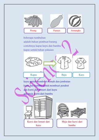 beberapa tumbuhan
adalah bahan pembuat barang
contohnya kapas kayu dan bambu
kapas untuk bahan pakaian
kayu untuk membuat rumah dan jembatan
kayu dan bambu untuk membuat perabot
ada kursi dan lemari dari kayu
ada meja kursi dari bambu
Pisang Pepaya Semangka
Kapas Baju Kaos
Kursi dan lemari dari
kayu
Meja dan kursi dari
bambu
 