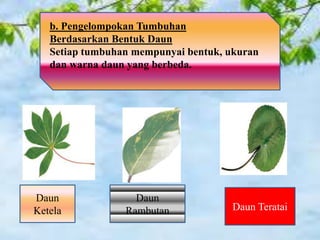 b. Pengelompokan Tumbuhan
Berdasarkan Bentuk Daun
Setiap tumbuhan mempunyai bentuk, ukuran
dan warna daun yang berbeda.
Daun
Ketela
Daun
Rambutan Daun Teratai
 