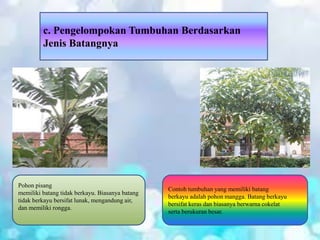 c. Pengelompokan Tumbuhan Berdasarkan
Jenis Batangnya
Pohon pisang
memiliki batang tidak berkayu. Biasanya batang
tidak berkayu bersifat lunak, mengandung air,
dan memiliki rongga.
Contoh tumbuhan yang memiliki batang
berkayu adalah pohon mangga. Batang berkayu
bersifat keras dan biasanya berwarna cokelat
serta berukuran besar.
 