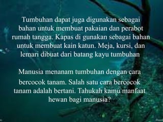 Tumbuhan dapat juga digunakan sebagai
bahan untuk membuat pakaian dan perabot
rumah tangga. Kapas di gunakan sebagai bahan
untuk membuat kain katun. Meja, kursi, dan
lemari dibuat dari batang kayu tumbuhan.
Manusia menanam tumbuhan dengan cara
bercocok tanam. Salah satu cara bercocok
tanam adalah bertani. Tahukah kamu manfaat
hewan bagi manusia?
 