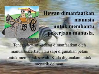 Hewan dimanfaatkan
manusia
untuk membantu
pekerjaan manusia.
Tenaga hewan kadang dimanfaatkan oleh
manusia. Kerbau atau sapi digunakan petani
untuk membajak sawah. Kuda digunakan untuk
menarik delman.
 