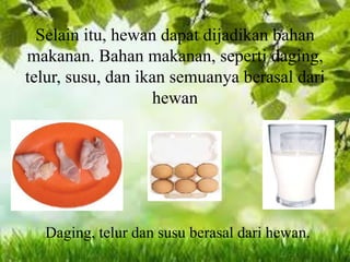 Selain itu, hewan dapat dijadikan bahan
makanan. Bahan makanan, seperti daging,
telur, susu, dan ikan semuanya berasal dari
hewan
Daging, telur dan susu berasal dari hewan.
 