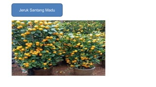 Jeruk Santang Madu
 