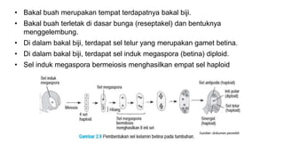 • Bakal buah merupakan tempat terdapatnya bakal biji.
• Bakal buah terletak di dasar bunga (reseptakel) dan bentuknya
menggelembung.
• Di dalam bakal biji, terdapat sel telur yang merupakan gamet betina.
• Di dalam bakal biji, terdapat sel induk megaspora (betina) diploid.
• Sel induk megaspora bermeiosis menghasilkan empat sel haploid
 