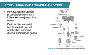  Pembuahan merupakan
proses peleburan antara
inti sel kelamin jantan dan
betina
 Pada tumbuhan berbiji
tertutup terjadi dua kali
pembuahan sehingga
disebut pembuahan ganda
PEMBUAHAN PADA TUMBUHAN BERBIJI
 