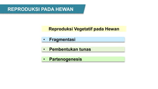• Fragmentasi
• Pembentukan tunas
• Partenogenesis
Reproduksi Vegetatif pada Hewan
REPRODUKSI PADA HEWAN
 