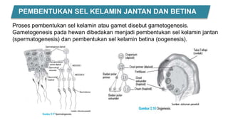 PEMBENTUKAN SEL KELAMIN JANTAN DAN BETINA
Proses pembentukan sel kelamin atau gamet disebut gametogenesis.
Gametogenesis pada hewan dibedakan menjadi pembentukan sel kelamin jantan
(spermatogenesis) dan pembentukan sel kelamin betina (oogenesis).
 