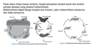 Pada siklus hidup hewan tertentu, terjadi perubahan bentuk tubuh dari embrio
sampai dewasa yang disebut metamorfosis.
Metamorfosis dapat dibagi menjadi dua macam, yaitu metamorfosis sempurna
dan tidak sempurna.
 
