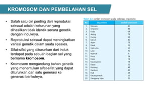 • Salah satu ciri penting dari reproduksi
seksual adalah keturunan yang
dihasilkan tidak identik secara genetik
dengan induknya.
• Reproduksi seksual dapat meningkatkan
variasi genetik dalam suatu spesies.
• Sifat-sifat yang diturunkan dari induk
terdapat pada sebuah bagian sel yang
bernama kromosom.
• Kromosom mengandung bahan genetik
yang menentukan sifat-sifat yang dapat
diturunkan dari satu generasi ke
generasi berikutnya.
KROMOSOM DAN PEMBELAHAN SEL
 