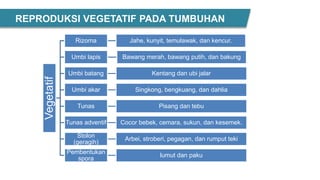 REPRODUKSI VEGETATIF PADA TUMBUHAN
Vegetatif
Rizoma Jahe, kunyit, temulawak, dan kencur.
Umbi lapis Bawang merah, bawang putih, dan bakung
Umbi batang Kentang dan ubi jalar
Umbi akar Singkong, bengkuang, dan dahlia
Tunas Pisang dan tebu
Tunas adventif Cocor bebek, cemara, sukun, dan kesemek.
Stolon
(geragih)
Arbei, stroberi, pegagan, dan rumput teki
Pembentukan
spora
lumut dan paku
 