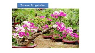 Tanaman Bougainvillea
 
