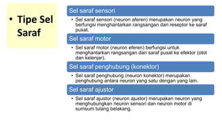 • Tipe Sel
Saraf
Sel saraf sensori
• Sel saraf sensori (neuron aferen) merupakan neuron yang
berfungsi menghantarkan rangsangan dari reseptor ke saraf
pusat.
Sel saraf motor
• Sel saraf motor (neuron eferen) berfungsi untuk
menghantarkan rangsangan dari saraf pusat ke efektor (otot
dan kelenjar).
Sel saraf penghubung (konektor)
• Sel saraf penghubung (neuron konektor) merupakan
penghubung antara neuron yang satu dengan yang lain.
Sel saraf ajustor
• Sel saraf ajustor (neuron ajustor) merupakan neuron yang
menghubungkan neuron sensori dan neuron motor di
sumsum tulang belakang.
 