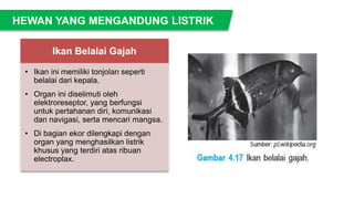 Ikan Belalai Gajah
• Ikan ini memiliki tonjolan seperti
belalai dari kepala.
• Organ ini diselimuti oleh
elektroreseptor, yang berfungsi
untuk pertahanan diri, komunikasi
dan navigasi, serta mencari mangsa.
• Di bagian ekor dilengkapi dengan
organ yang menghasilkan listrik
khusus yang terdiri atas ribuan
electroplax.
HEWAN YANG MENGANDUNG LISTRIK
 