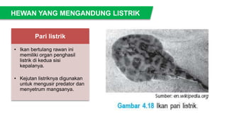 Pari listrik
• Ikan bertulang rawan ini
memiliki organ penghasil
listrik di kedua sisi
kepalanya.
• Kejutan listriknya digunakan
untuk mengusir predator dan
menyetrum mangsanya.
HEWAN YANG MENGANDUNG LISTRIK
 