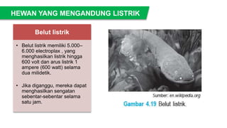Belut listrik
• Belut listrik memiliki 5.000–
6.000 electroplax , yang
menghasilkan listrik hingga
600 volt dan arus listrik 1
ampere (600 watt) selama
dua milidetik.
• Jika diganggu, mereka dapat
menghasilkan sengatan
sebentar-sebentar selama
satu jam.
HEWAN YANG MENGANDUNG LISTRIK
 