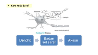 • Cara Kerja Saraf
Dendrit
Badan
sel saraf
Akson
 