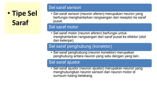 • Tipe Sel
Saraf
Sel saraf sensori
• Sel saraf sensori (neuron aferen) merupakan neuron yang
berfungsi menghantarkan rangsangan dari reseptor ke saraf
pusat.
Sel saraf motor
• Sel saraf motor (neuron eferen) berfungsi untuk
menghantarkan rangsangan dari saraf pusat ke efektor (otot
dan kelenjar).
Sel saraf penghubung (konektor)
• Sel saraf penghubung (neuron konektor) merupakan
penghubung antara neuron yang satu dengan yang lain.
Sel saraf ajustor
• Sel saraf ajustor (neuron ajustor) merupakan neuron yang
menghubungkan neuron sensori dan neuron motor di
sumsum tulang belakang.
 